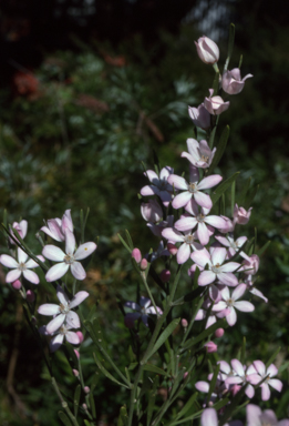 APII jpeg image of Eriostemon australasius  © contact APII