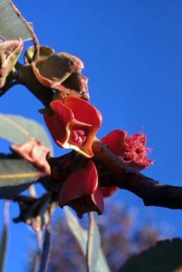 APII jpeg image of Eucalyptus tetraphtera  © contact APII
