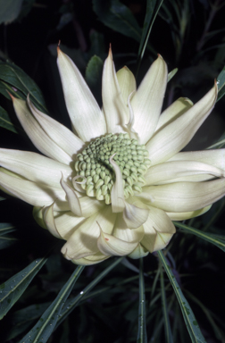 APII jpeg image of Telopea speciosissima 'Wirrimbirra White'  © contact APII