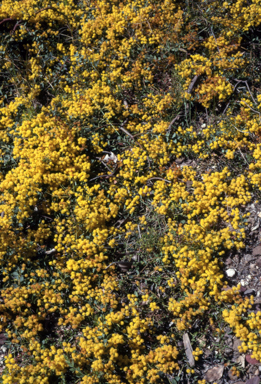 APII jpeg image of Acacia cultriformis 'Cascade'  © contact APII