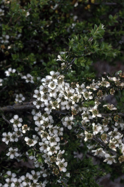 APII jpeg image of Leptospermum continentale 'Horizontalis'  © contact APII