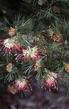 APII jpeg image of Grevillea 'Winpara Gem'  © contact APII