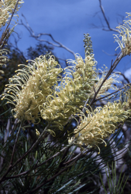 APII jpeg image of Grevillea 'Moonlight'  © contact APII