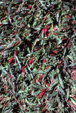 APII jpeg image of Grevillea 'Poorinda Royal Mantle'  © contact APII