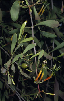 APII jpeg image of Lysiana subfalcata  © contact APII