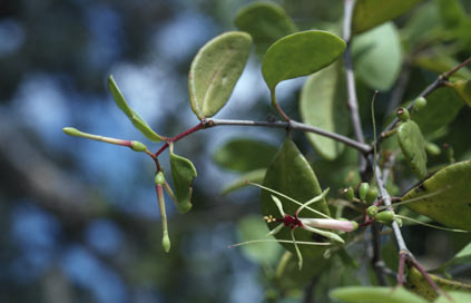 APII jpeg image of Muellerina celastroides  © contact APII