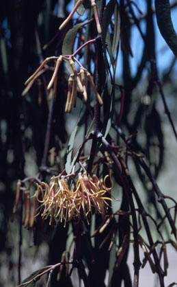 APII jpeg image of Amyema pendula subsp. longifolia  © contact APII