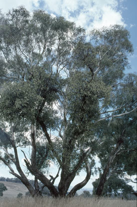 APII jpeg image of Muellerina eucalyptoides  © contact APII