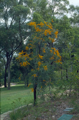 APII jpeg image of Nuytsia  floribunda  © contact APII