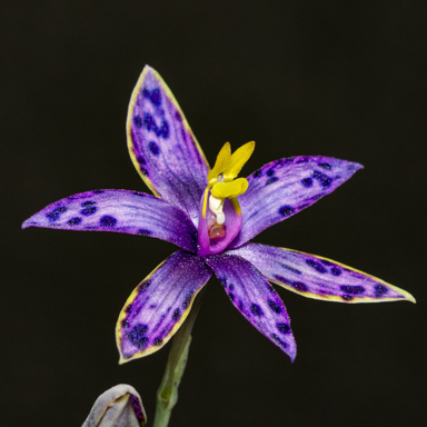 APII jpeg image of Thelymitra variegata  © contact APII