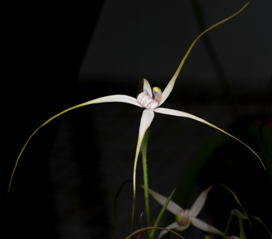 APII jpeg image of Caladenia cretacea?  © contact APII