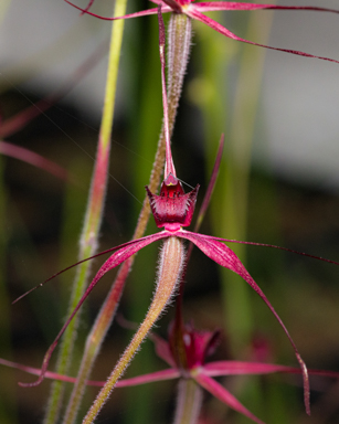 APII jpeg image of Caladenia cruciformis  © contact APII