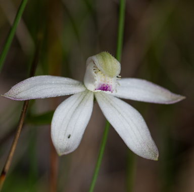 APII jpeg image of Caladenia praecox?  © contact APII
