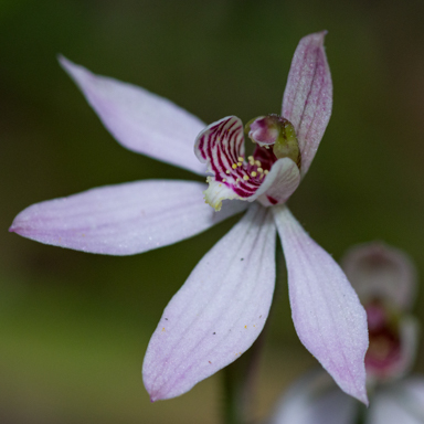 APII jpeg image of Caladenia vulgaris?  © contact APII
