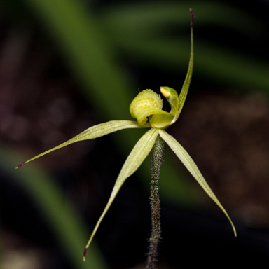 APII jpeg image of Caladenia xanthochila?  © contact APII