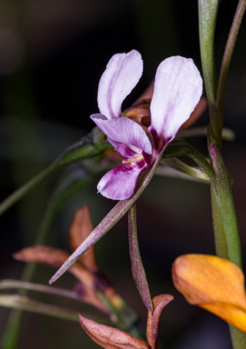 APII jpeg image of Diuris arenaria  © contact APII