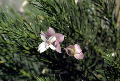 APII jpeg image of Eremophila abietina subsp. abietina  © contact APII