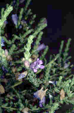 APII jpeg image of Eremophila brachyphylla  © contact APII