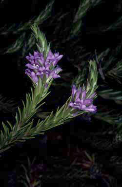 APII jpeg image of Eremophila densifolia subsp. pubiflora  © contact APII