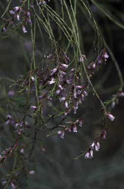 APII jpeg image of Eremophila dichroantha  © contact APII