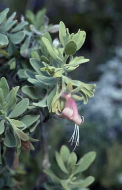 APII jpeg image of Eremophila forrestii subsp. forrestii  © contact APII