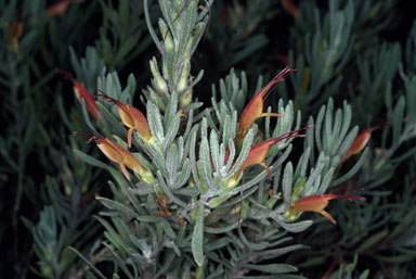 APII jpeg image of Eremophila glabra  © contact APII