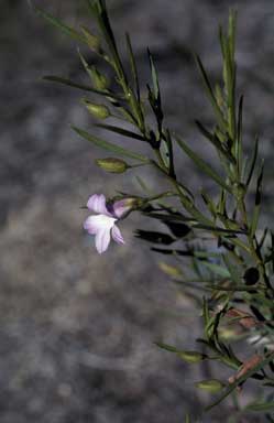 APII jpeg image of Eremophila goodwinii  © contact APII