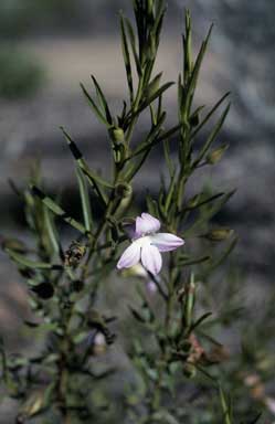 APII jpeg image of Eremophila goodwinii  © contact APII