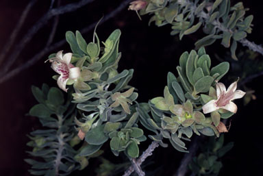 APII jpeg image of Eremophila forrestii subsp. hastieana  © contact APII