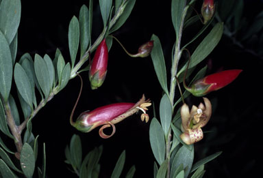 APII jpeg image of Eremophila maculata  © contact APII