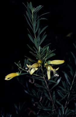 APII jpeg image of Eremophila maculata  © contact APII