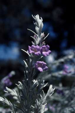 APII jpeg image of Eremophila nivea  © contact APII