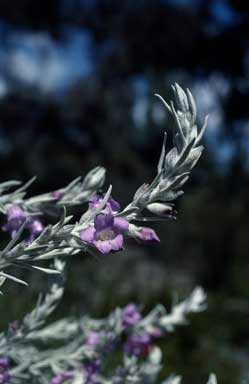 APII jpeg image of Eremophila nivea  © contact APII