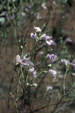 APII jpeg image of Eremophila pantonii  © contact APII