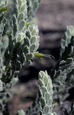 APII jpeg image of Eremophila subfloccosa subsp. subfloccosa  © contact APII