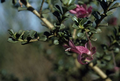 APII jpeg image of Eremophila purpurascens  © contact APII