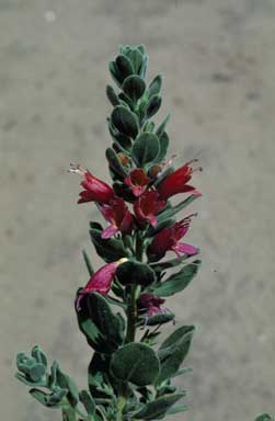 APII jpeg image of Eremophila splendens  © contact APII