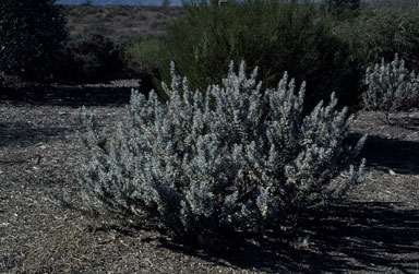 APII jpeg image of Eremophila  © contact APII