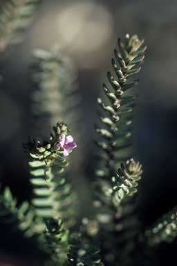 APII jpeg image of Eremophila veronica  © contact APII