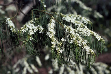 APII jpeg image of Myoporum floribundum  © contact APII