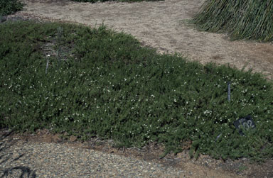 APII jpeg image of Myoporum parvifolium  © contact APII