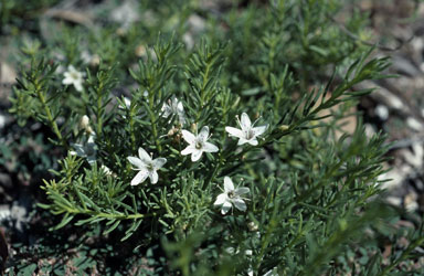 APII jpeg image of Myoporum parvifolium  © contact APII