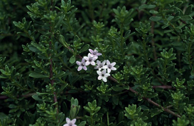 APII jpeg image of Myoporum parvifolium  © contact APII