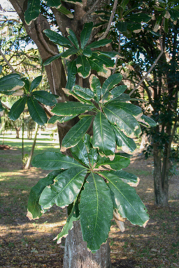 APII jpeg image of Barringtonia calyptrata  © contact APII