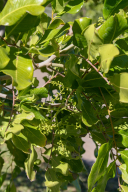 APII jpeg image of Cupaniopsis anacardioides  © contact APII