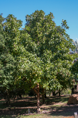 APII jpeg image of Elaeocarpus bancroftii  © contact APII