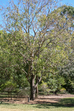 APII jpeg image of Erythrina vespertilio  © contact APII