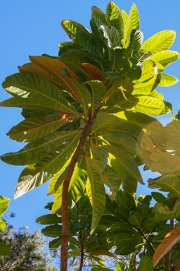 APII jpeg image of Barringtonia acutangula  © contact APII