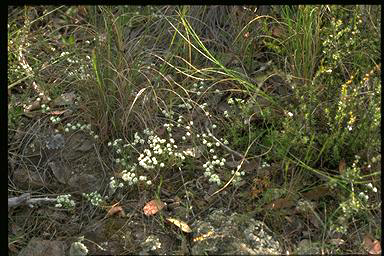 APII jpeg image of Poranthera microphylla  © contact APII