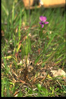 APII jpeg image of Viola betonicifolia  © contact APII